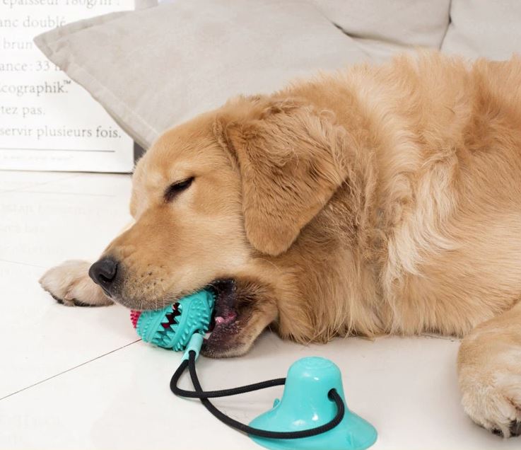 Interactive Dog Toy Durable Rubber with Suction Cup | Chewmaster-3