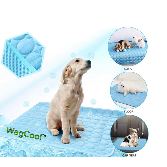 https://cdn.shopify.com/s/files/1/0016/6032/1853/products/IMG_3231.png?v=1658152493