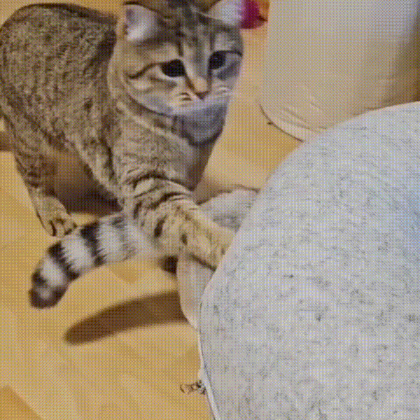 https://cdn.shopify.com/s/files/1/0704/3081/8569/files/Video_Shop.gif?v=1735961510